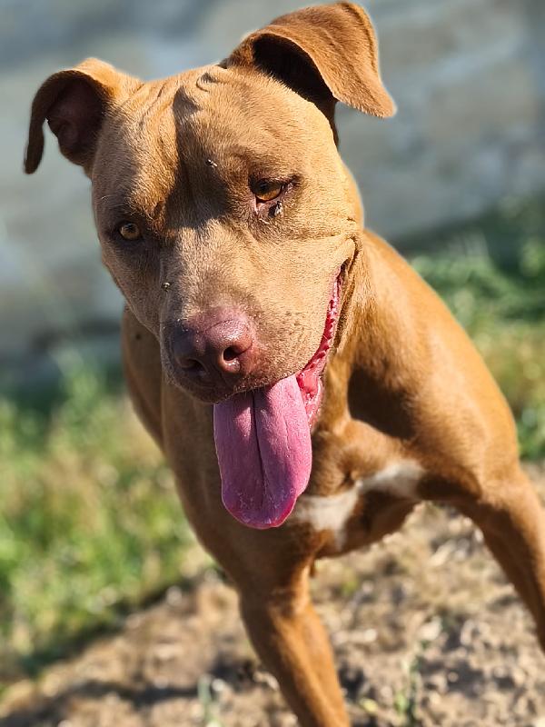 Innamoratevi di Jago  Foto 2
